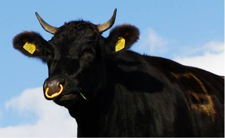 牛のイメージ画像